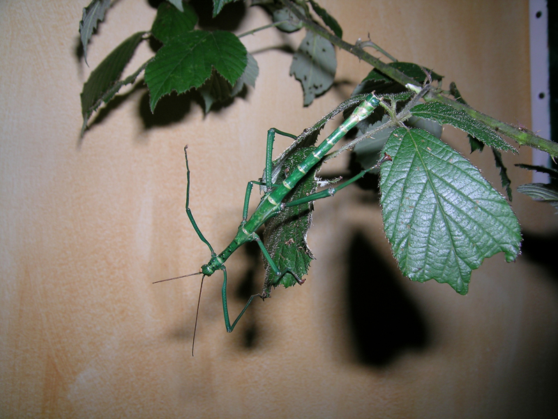 PSG 82 / PSG 83 : rhaphiderus scabrosus ou alliaceus ou spiniger ? Scabrosus